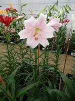 [4125 Mitsuyo ST No01.JPG]